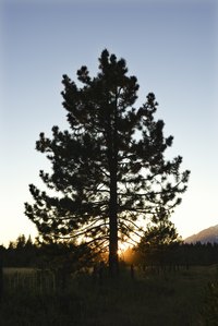 Aleppo Pines are hardy and low-maintenance.