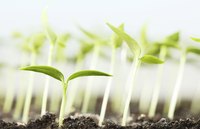 Seedlings sometimes are leggy because they try to reach light.