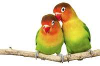 As the name implies, a lovebird should always have a mate.