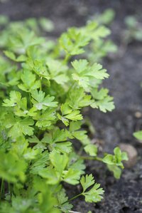 Keep cilantro plants lush and healthy.