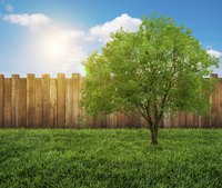 Trees and grass compete for the same nutrients.