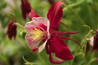 Close-up of beautiful, red columbine