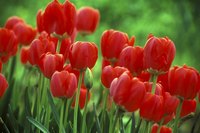 Tulips bloom in springtime.