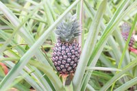 A pineapple plant growing its fruit.