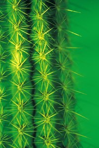 You need gloves to handle a San Pedro cactus.