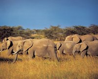 Ivory comes from the tusks of elephants.