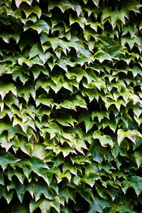 Ivy can be very difficult to remove.