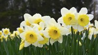 Daffodils are one of the first flowers to bloom in spring.