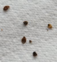 Bed bugs feed on blood.
