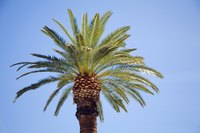 Palm berries show red, orange, yellow, blue, green, black or purple colors.