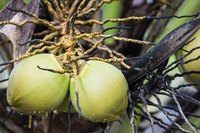 A close-up of coconut fruits growing on a tree.