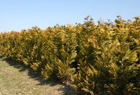 Rows of pyramidal arborvitae