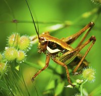 Grasshoppers and crickets feed on a wide variety of plants.