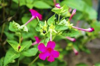 Four o'clocks come in shades of red, yellow, pink and white.