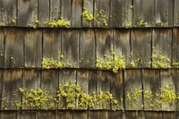 Moss can cause a roof to retain moisture.