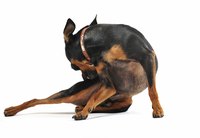 Both versions of Advantage will work to keep your dog flea-free.