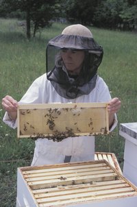 Beekeepers remove products from man-made honeycombs.