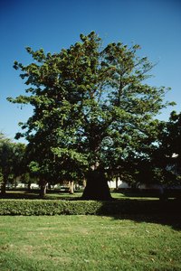 A mature podocarpus forms a very wide trunk.