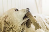 Dogs love to shake their toys.