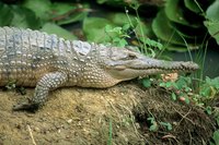 A crocodile mask will delight most children.