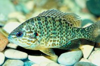 Pumpkinseed sunfish have markedly tiny mouths.