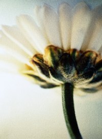 Flower stems can detract from your arrangement in a clear vase.