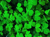There are various ways to kill ground clover.