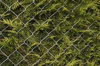 Cedar hedges can grow to 30 feet if not pruned regularly.