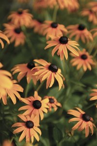 Brown-eyed Susans bloom during the spring and summer.