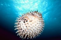 In addition to puffing up, these fish are poisonous to eat.