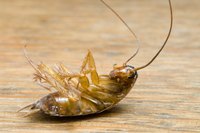 Dead roach, the type you typically find in urban apartments.