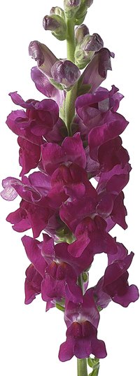 Snapdragons work well as cut flowers.