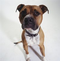 American Staffordshire terriers often live 14 years or more.