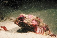 Sculpins are tasty, but extraordinarily ugly.