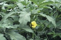 Okra leaves are susceptible to several fungal parasites.