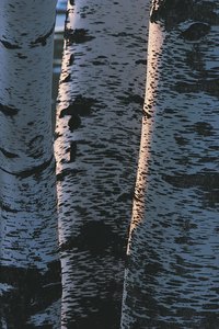 Birch bark is notable for its unique colors and markings.