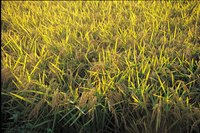 Yellowing grass may be the symptom of a disease.