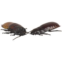 Cockroaches are pesky insects that infiltrate nearly every type of structure.