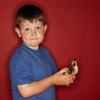 Khaki Campbell ducklings are relatively easy to care for.