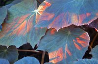 Even the leaves on grape vines are edible.