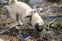 A pug is digging through the trash and mud.