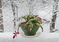 Healthy Christmas cactuses have green leaves when they blossom in late December.
