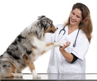 Your vet might suggest giving Clavamox with food to avoid potential gastrointestinal upsets.