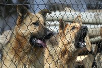 Two aggressive dogs barking through a fence.