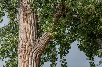 A close-up of a cottonwood tree.