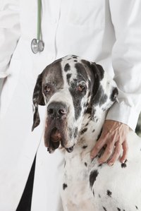 A Great Dane is at the vet's.