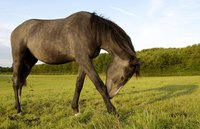 Horse licking leg on green field