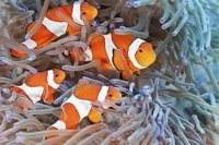 Clownfish prefer to live in groups of four or more.
