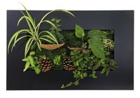 A spider plant grows well with other low-light houseplants.