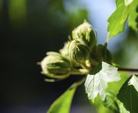 Hazelnut trees bloom in spring for a late summer harvest.